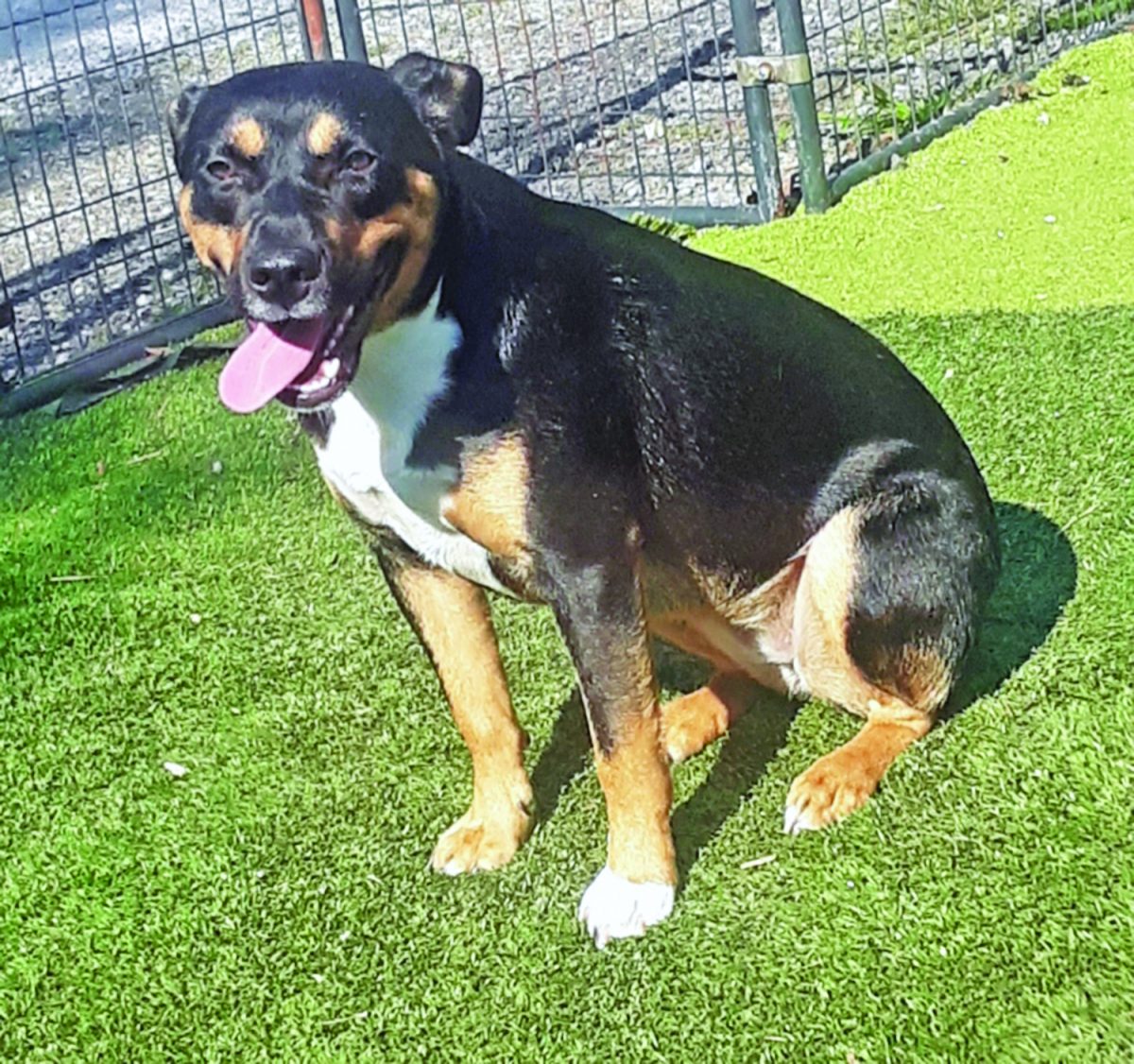 Abigail looking for permanent home Carthage Courier